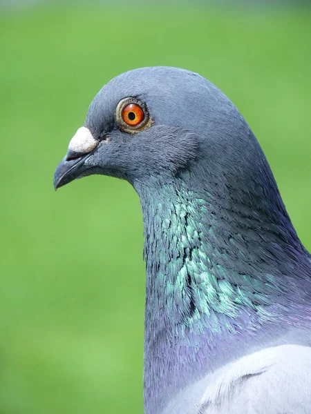 Yeşil Arka Planda Bir Güvercinin Kafasının Izole Edilmiş Görüntüsü — Stok fotoğraf