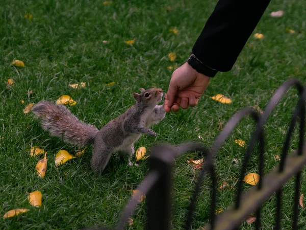 Adorable Eastern Gray Squirrel Reaching Man Hand Snacks Garden — Stock Photo, Image