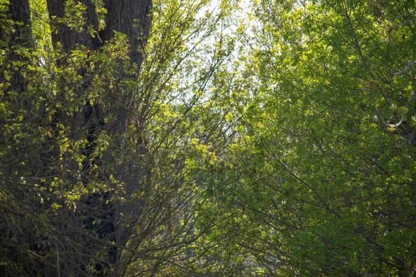 Таємничий Вид Помірний Широколистяний Змішаний Лісові Дерева Слабких Променях Сонячного — стокове фото