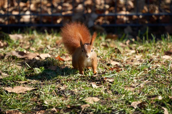 Small Brown Squirrel Walking Grass — Stock Photo, Image