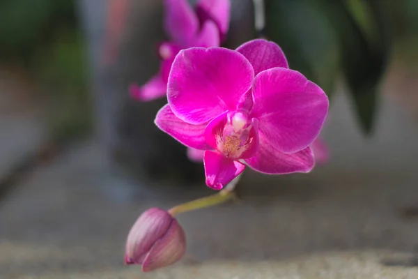 一种美丽的粉红色仙人掌兰花的选择性焦点照片 — 图库照片