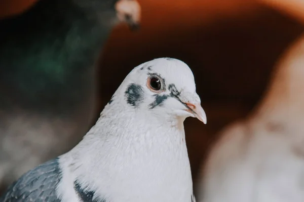 黑鸽和白鸽的选择性聚焦镜头 — 图库照片