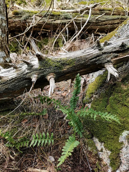 ノルウェーのレックヴィクの森の植物のクローズアップ — ストック写真