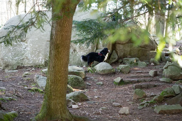 Bernese Ορεινό Σκυλί Ένα Δάσος Χειμώνα — Φωτογραφία Αρχείου