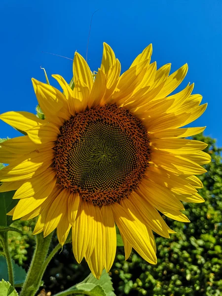 向日葵在田野里盛开的向日葵的垂直拍 — 图库照片