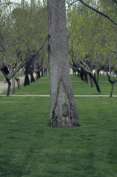 Arka Planda Ağaçlar Olan Gri Bir Ağaç Gövdesinin Dikey Görüntüsü — Stok fotoğraf