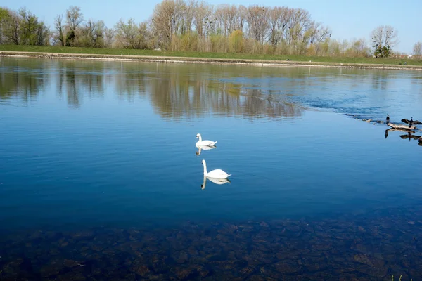 Une Belle Photo Cygnes Dans Lac Parc — Photo