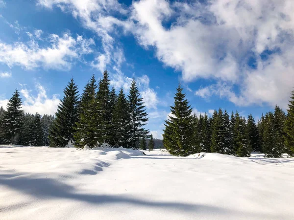 曇り空の下で美しい雪の森の魅惑的な景色 — ストック写真