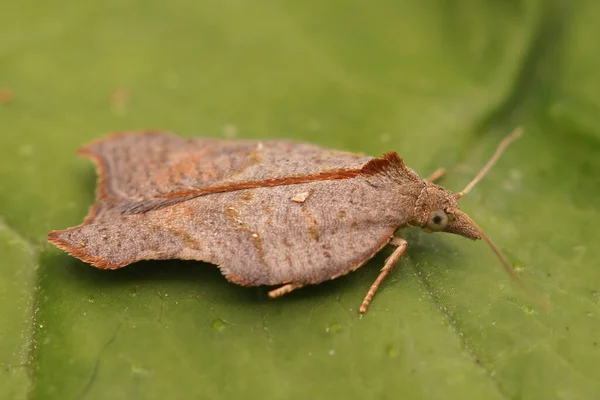 Closeup Shot Small Brown Tortricid Moth Green Leaf — Stock Photo, Image