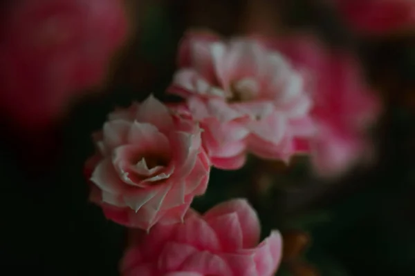 Μια Επιλεκτική Φωτογραφία Εστίασης Από Όμορφα Μικρά Ροζ Τριαντάφυλλα — Φωτογραφία Αρχείου