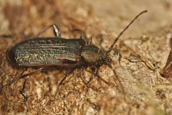 Tiro Perto Escaravelho Longhorn Raro Protegido Pedra Callidium Aeneum — Fotografia de Stock