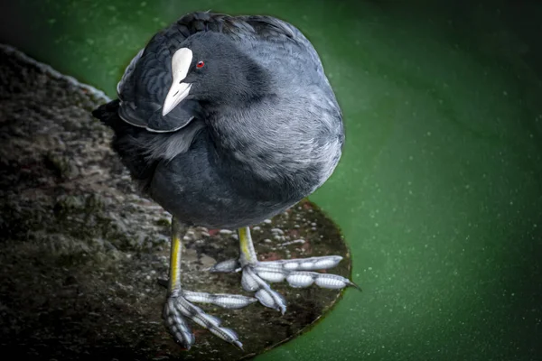 Coot Careca Com Olhos Vermelhos Diante Água Verde Olhando Para — Fotografia de Stock