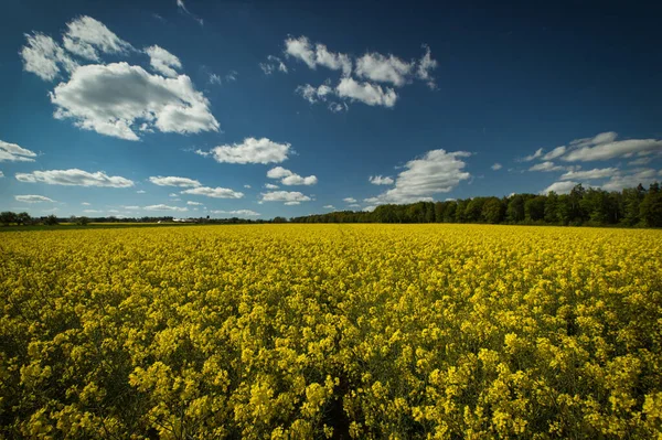 Gula Blommorna Ett Fält Den Blå Himlen — Stockfoto