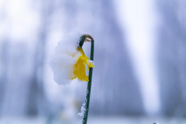 Piękny Dziki Żonkil Kwiat Pokryty Śniegiem — Zdjęcie stockowe