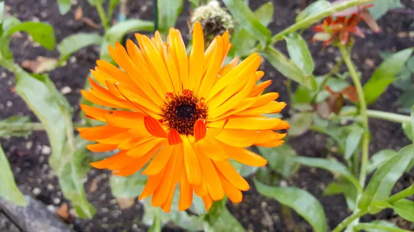 Uma Bela Flor Calêndula Amarela Jardim — Fotografia de Stock