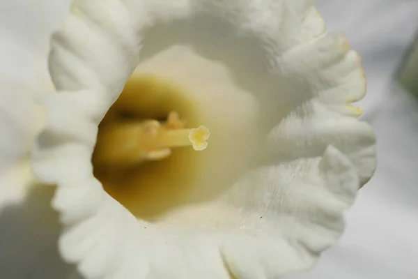 Closeup Shot White Daffodil Garden — Stock Photo, Image