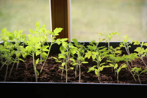 Une Prise Vue Sélective Jeunes Plants Tomate Poussant Dans Une — Photo