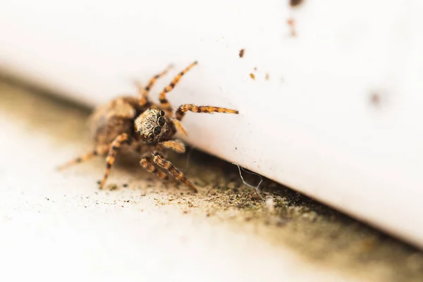 거미의 선택적 — 스톡 사진