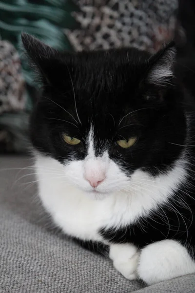 Een Close Shot Van Een Huiselijke Kat — Stockfoto