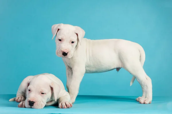 Die Zwei Argentinischen Dogo Welpen Auf Blauem Hintergrund — Stockfoto