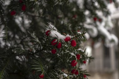 A yew berry tre covered with snow clipart