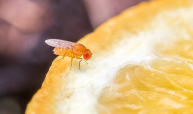 A closeup shot of drosophila on a slice of orange clipart