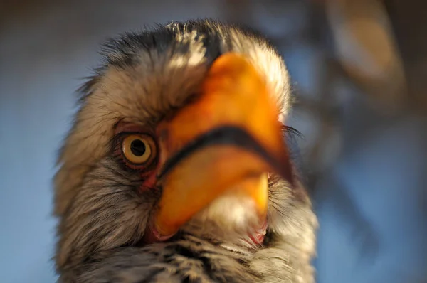 Closeup Shot Southern Yellow Billed Hornbill Tockus Leucomelas Looking Camera — Stock Photo, Image