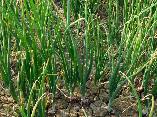 Een Close Shot Van Uien Planten Boerderij — Stockfoto