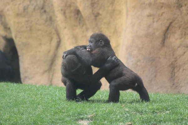 Dos Gorilas Negros Zoológico — Foto de Stock