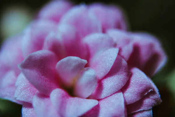 Küçük Pembe Bir Gülün Seçici Odak Noktası — Stok fotoğraf