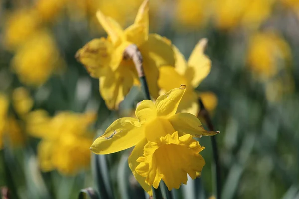 Primer Plano Narcisos Amarillos Creciendo Campo —  Fotos de Stock