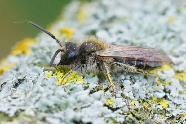 Close Macho Cinza Remendado Mining Bee Andrena Nitida Madeira Coberta — Fotografia de Stock