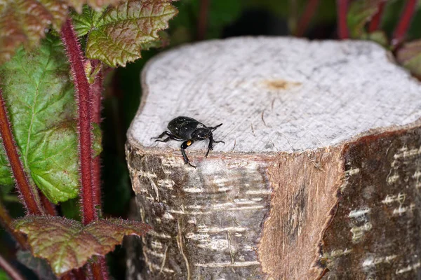 Closeup Black Beetle Top Tree Stump Garden — Stock Photo, Image