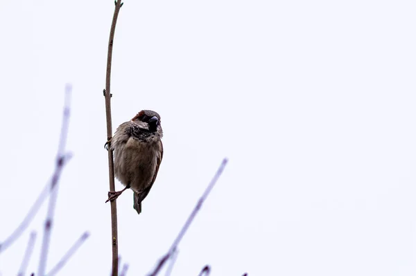 Nahaufnahme Eines Kleinen Sperlings Auf Einem Ast — Stockfoto