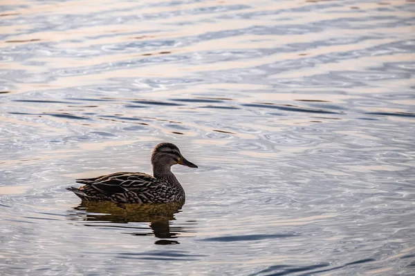 Closeup Shot Duck Swimming Pond — Stock Photo, Image