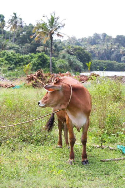 Plan Sélectif Une Vache Brune Avec Une Corde Autour Cou — Photo