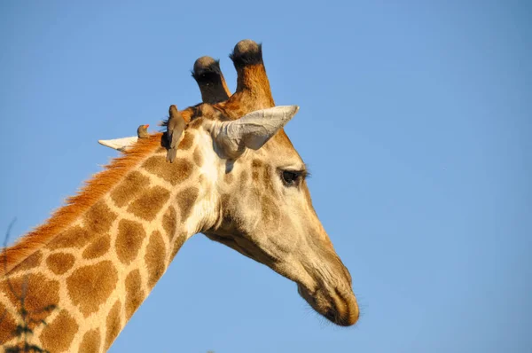 Zdjęcie Bliska Głowy Żyrafy Niebieskim Niebem Jako Tłem Afrykańska Przyroda — Zdjęcie stockowe