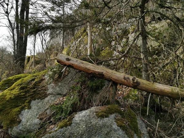 Eine Nahaufnahme Von Getrockneten Pflanzen Wald Rekvik Norwegen — Stockfoto