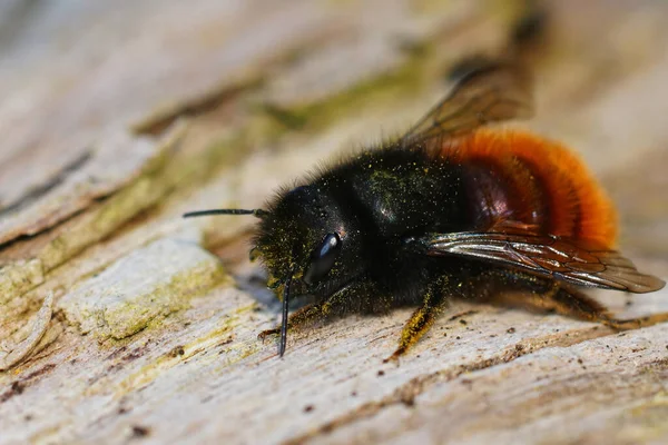 Strzał Bliska Rogatej Pszczoły Murarskiej Krze Drzewa — Zdjęcie stockowe