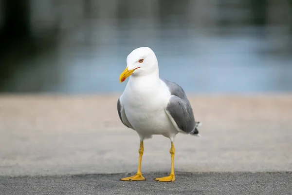 Seagull Bird Standing Lake — Stock Photo, Image