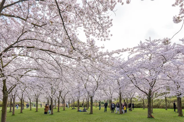 Amsterdam Países Bajos Abr 2021 Gente Caminando Bajo Flor Los — Foto de Stock