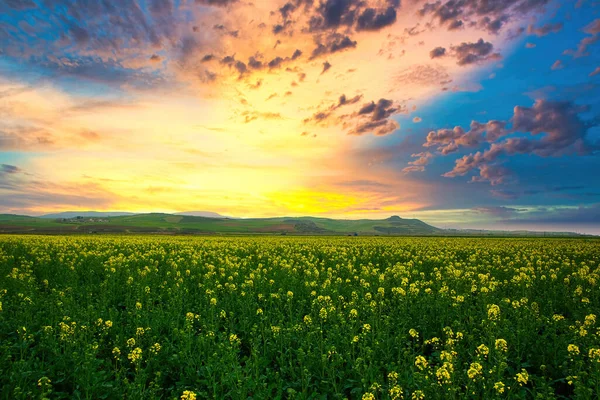 菜の花畑が咲いています 夏に畑でレイプ 明るい黄色の菜種油 開花菜種 青い空と雲 — ストック写真