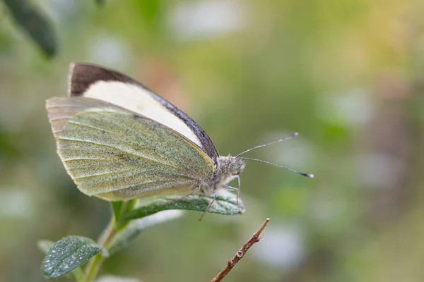 緑の背景がぼんやりとした葉の上に美しい緑の翼のある白い蝶 Pieris Napi のクローズアップ — ストック写真