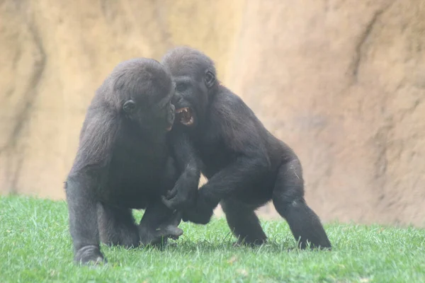 Deux Gorilles Noirs Dans Zoo — Photo