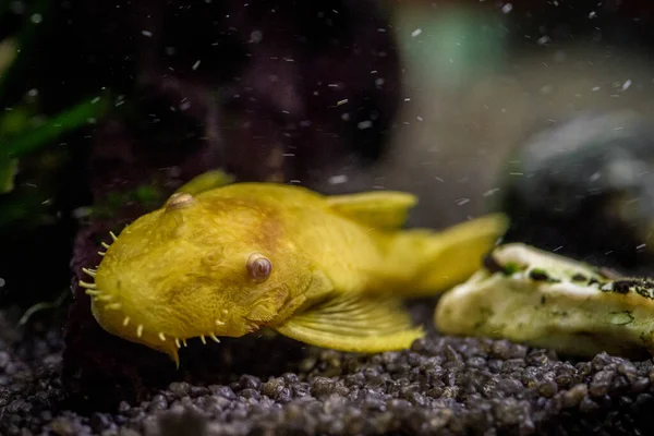 Primo Piano Ancistrus Albino Oro Acquario Acqua Dolce — Foto Stock