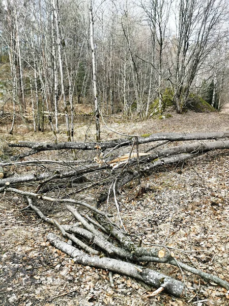 Uma Floresta Com Árvores Cortadas Larvik Noruega Conceito Desmatamento — Fotografia de Stock