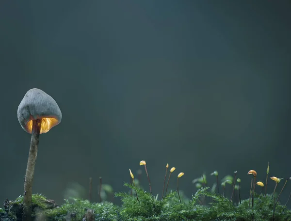 Bir Tarladaki Leratiyomice Mantarının Seçici Odak Noktası — Stok fotoğraf