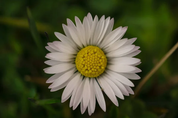 Close Vista Superior Uma Flor Margarida Bellis Perennis Fundo Verde — Fotografia de Stock