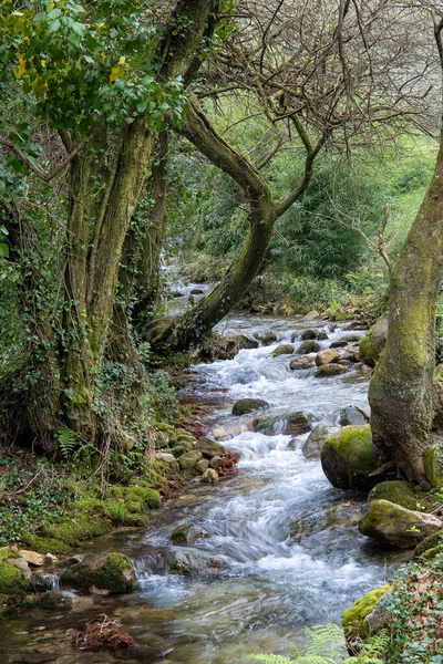 在长满苔藓的岩石和茂密的树木的绿林中 一条河流的垂直拍 — 图库照片