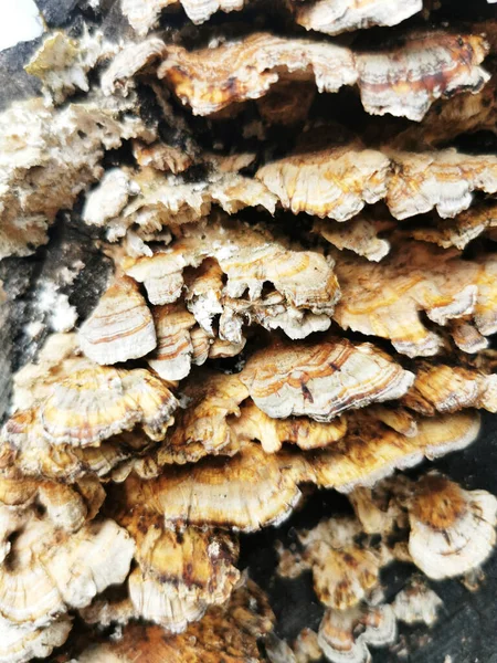 Tiro Close Casca Árvore Com Fungo Uma Floresta — Fotografia de Stock